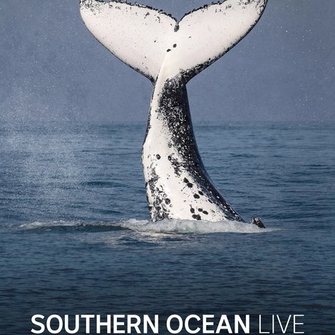 Southern Ocean Live