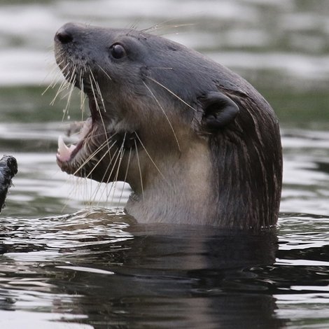 Otter Town