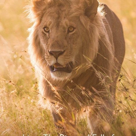 Lion: The Rise and Fall of the Marsh Pride