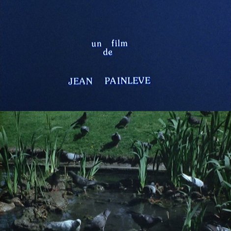 Les pigeons du square