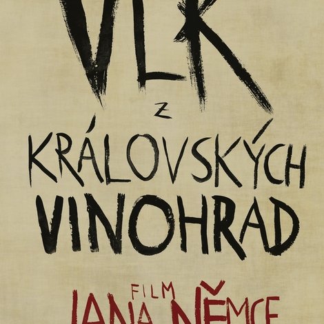 Vlk z královských Vinohrad