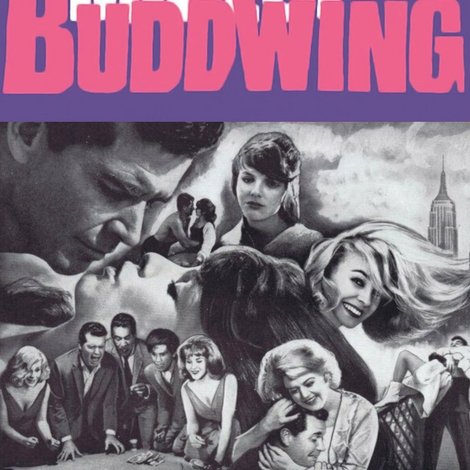 Mister Buddwing