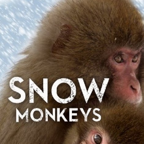 Wild Japan: Snow Monkeys
