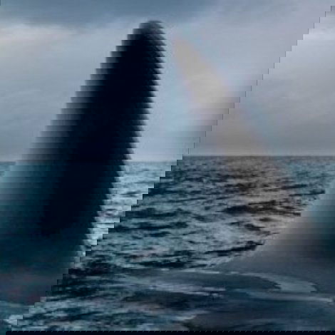 Ocean of Fear