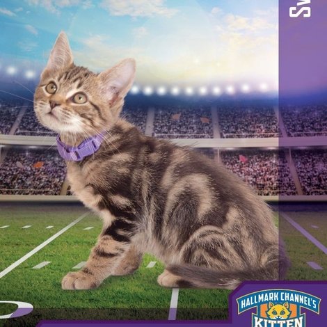 Kitten Bowl VIII Special