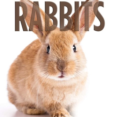Remarkable Rabbits