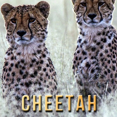 Cheetah Brothers in Arms
