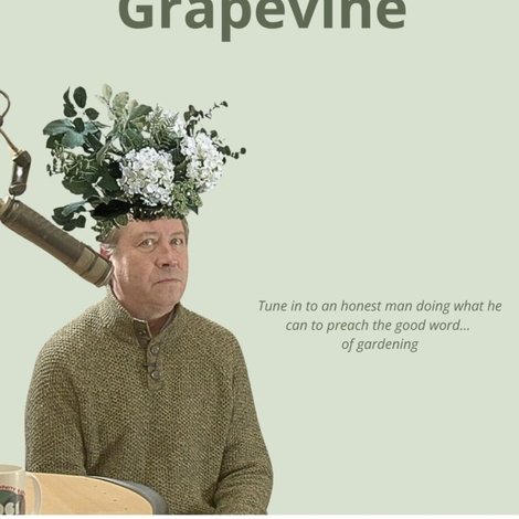 Through The Grapevine
