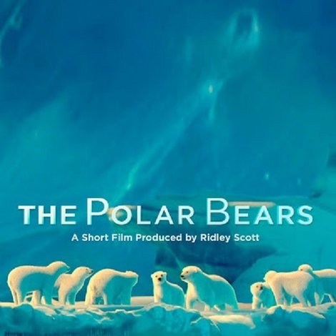 The Polar Bears