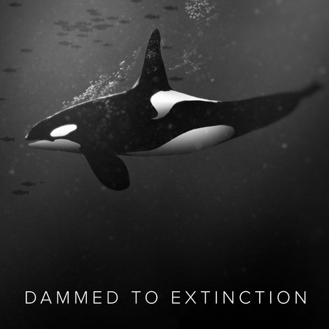 Dammed to Extinction