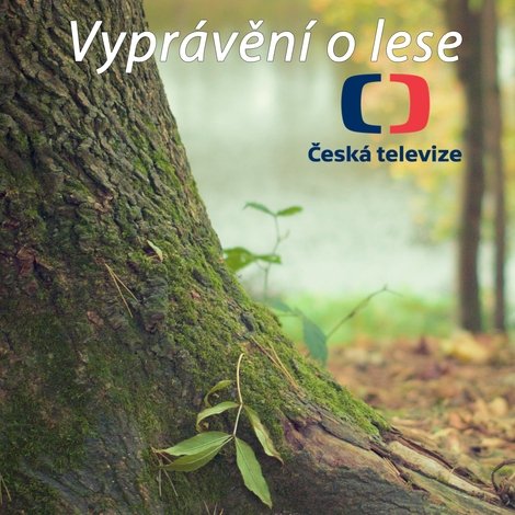 Vyprávění o lese