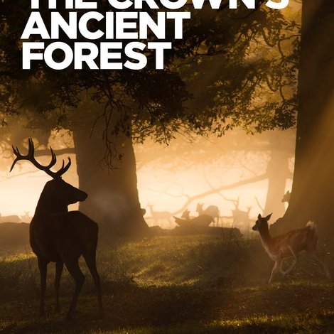The Crown's Ancient Forest