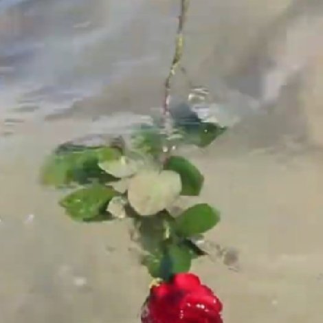A Red, Red Rose