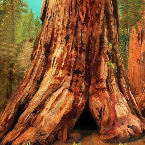 Sequoia