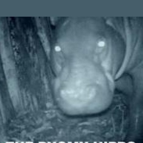 The Pygmy Hippo: A Very Secret Life