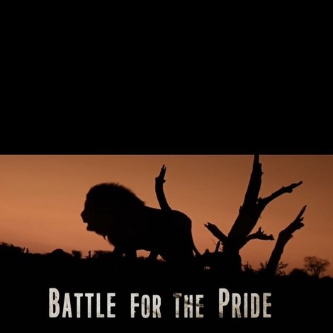 Battle for the Pride