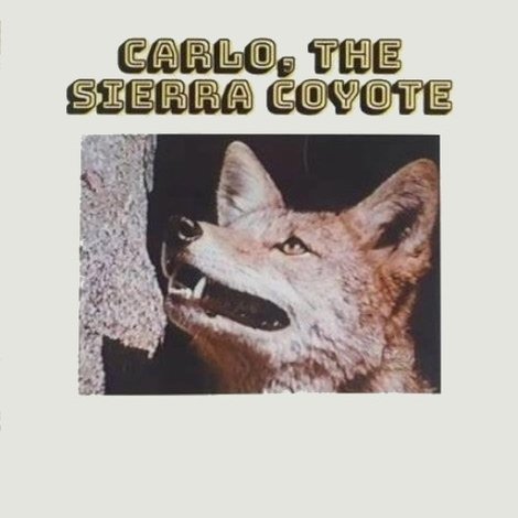 Carlo the Sierra Coyote