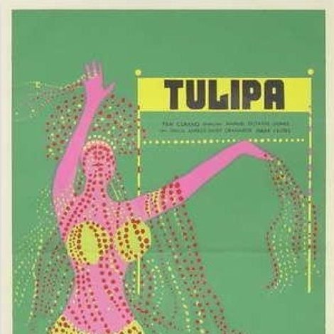 Tulipa