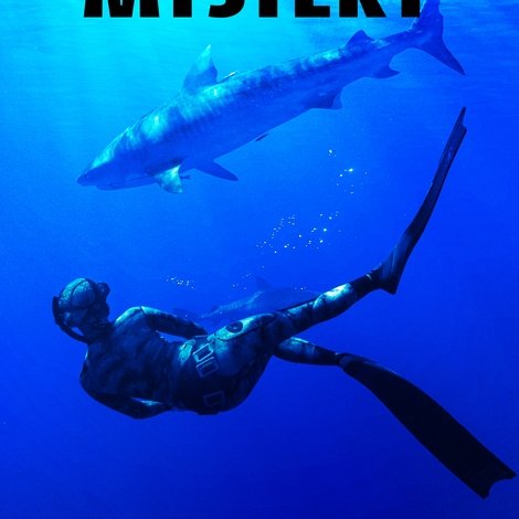 Maui Shark Mystery