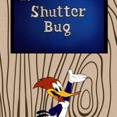 Shutter Bug
