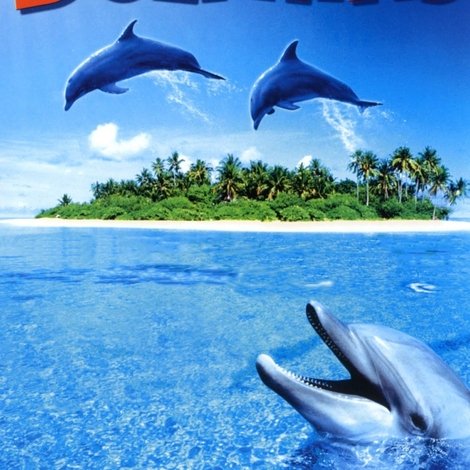 Dolphins
