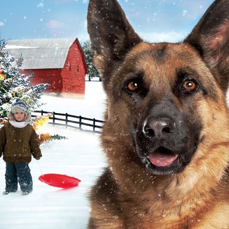A Dog's Tale
