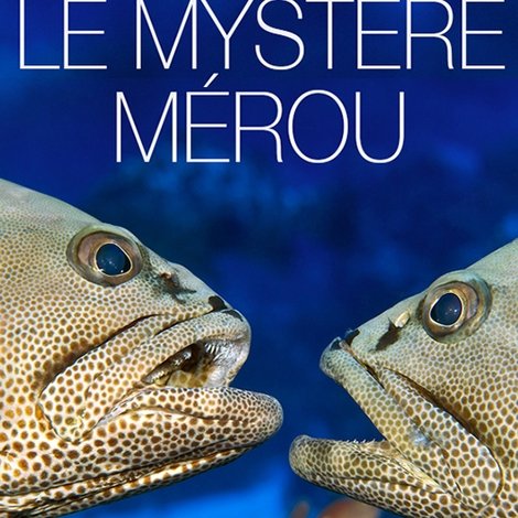 Le Mystère Mérou