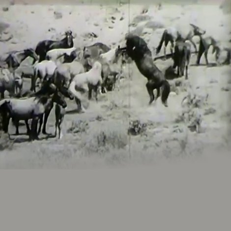 Fight of the Wild Stallions