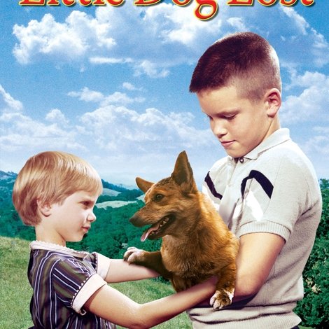 Little Dog Lost