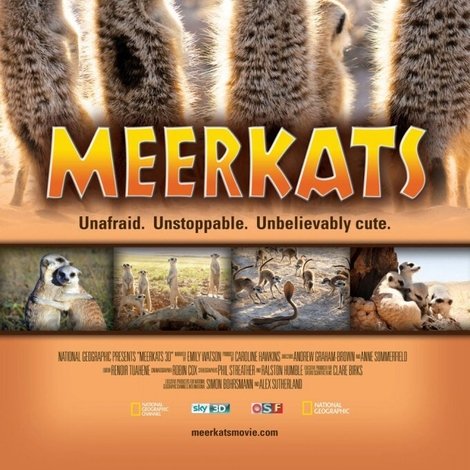 Meerkats 3D