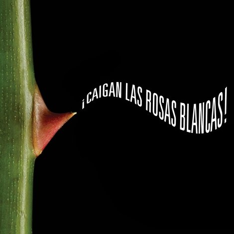 ¡Caigan las rosas blancas!