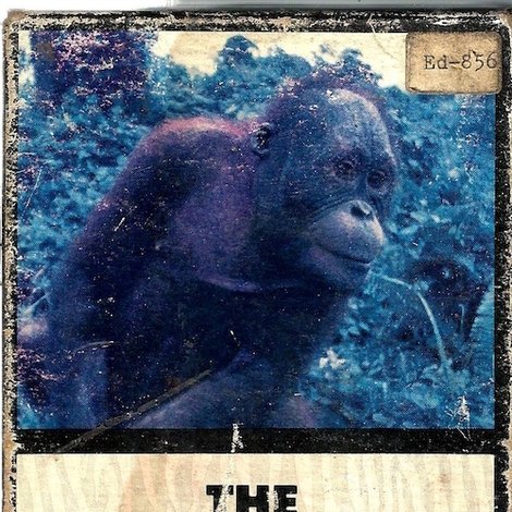 The Amazing Apes