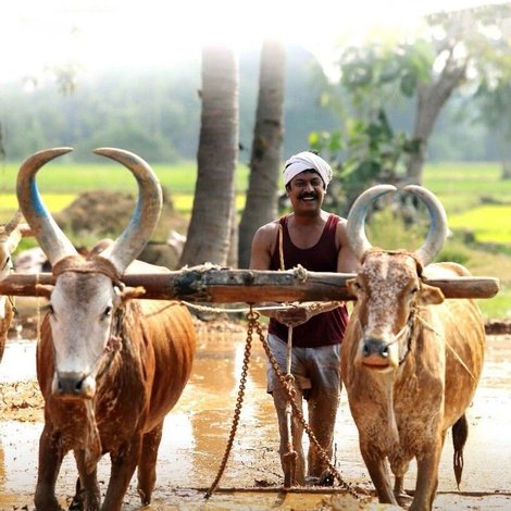வெள்ளை யானை