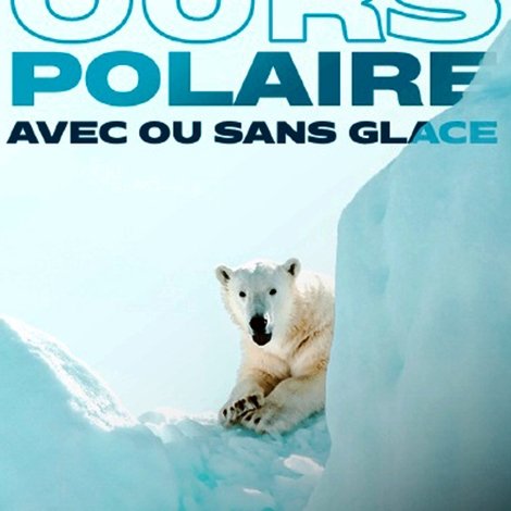 Ours polaire, avec ou sans glace ?