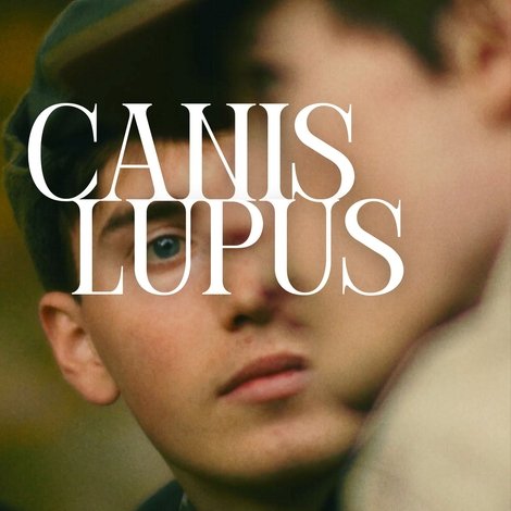 Canis Lupus