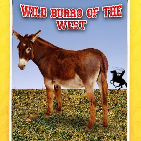 Wild Burro of the West