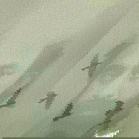 പ്രാവ്