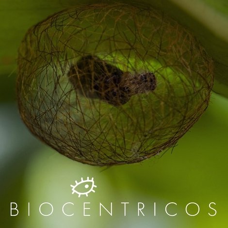 BiocĂȘntricos