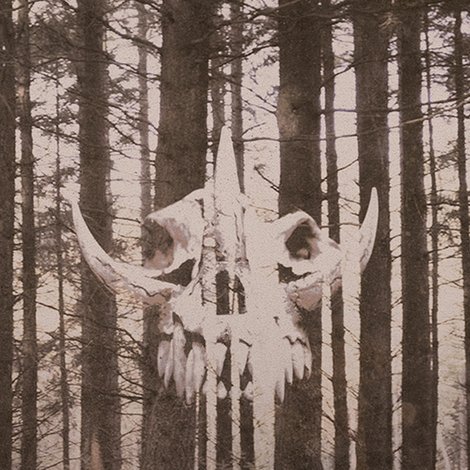 In the Woods