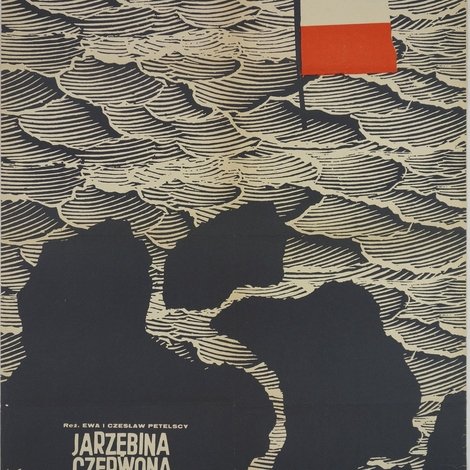 Jarzębina czerwona
