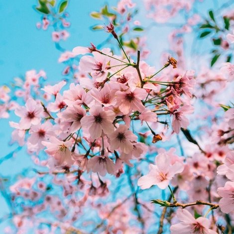 Sakura Genesis