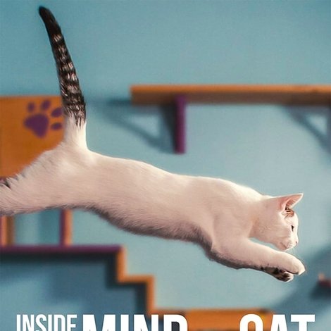 Inside the Mind of a Cat