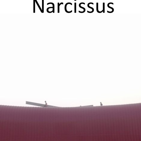 Narcissus