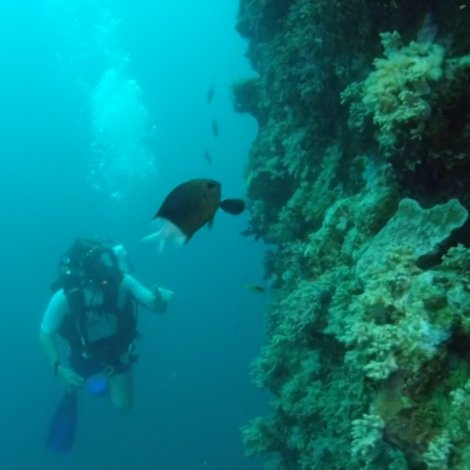 Wonders of the Great Barrier Reef with Iolo Williams