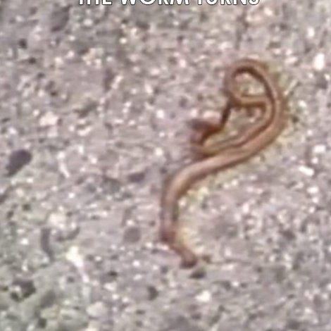 The Worm Turns