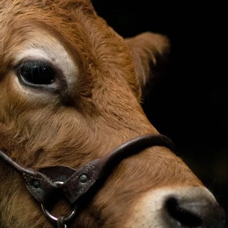 A Feeling of Home: The Making of First Cow