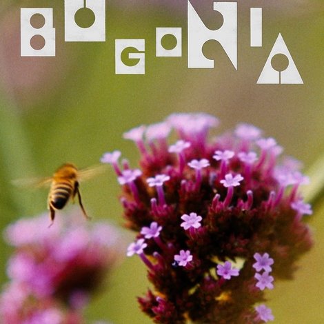 Bugonia