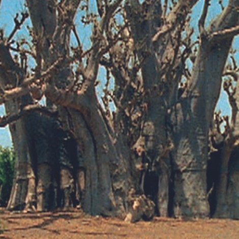 Baobab