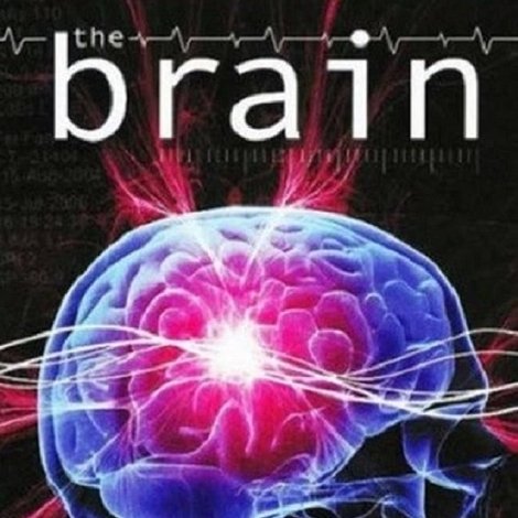 The Brain