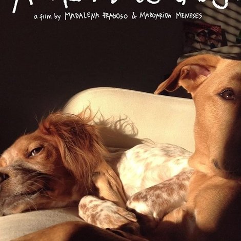 A Casa e os Cães